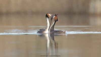 Podiceps Cristatus / Fuut / Great Crested Grebe