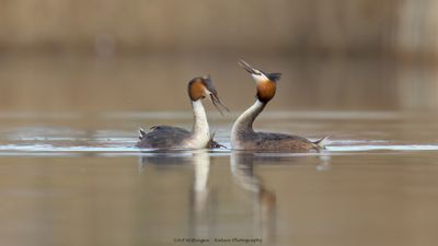 Podiceps Cristatus / Fuut / Great Crested Grebe