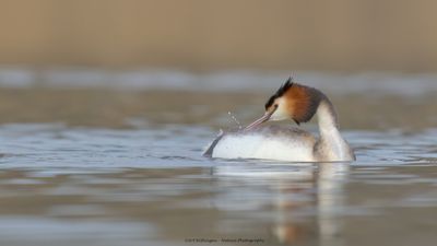 Podiceps Cristatus / Fuut / Great Crested Grebe