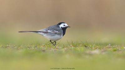 Witte Kwikstaart / White wagtail