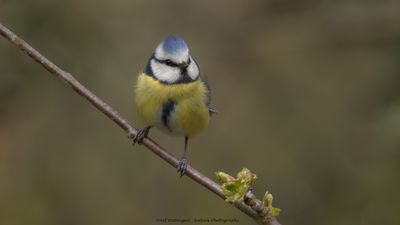 Cyanistes caeruleus / Pimpelmees / Blue Tit