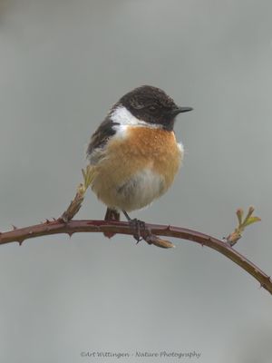 Saxicola Rubicola / Roodborsttapuit / European Stonechat