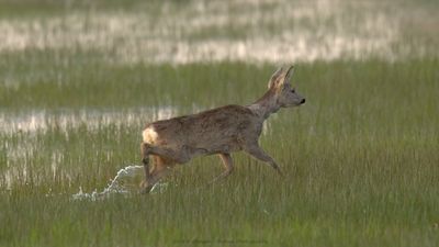 Capreolus capreolus / Ree / Roe Deer