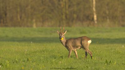 Capreolus capreolus / Ree / Roe Deer