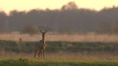 Capreolus capreolus / Ree / Roe Deer
