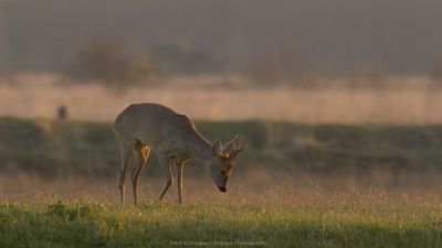 Capreolus capreolus / Ree / Roe Deer