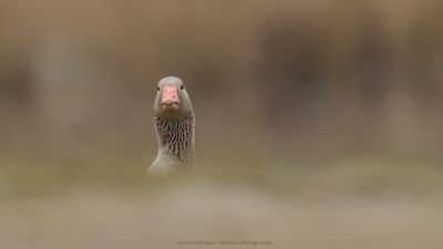 Grauwe gans / Greylag Goose