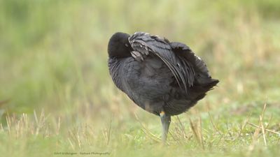 Fulica Atra / Meerkoet / Eurasian Coot