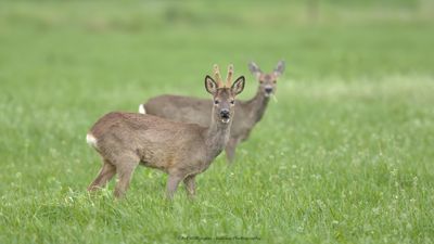 Capreolus capreolus / Ree / Roe Deer