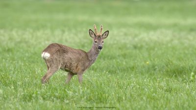 Capreolus capreolus / Ree / Roe Deer