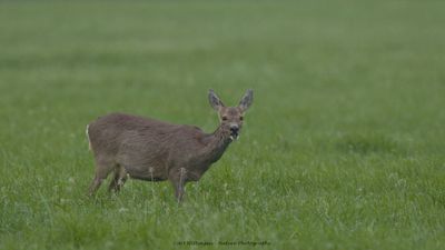 Capreolus capreolus / Ree / Roe Deer
