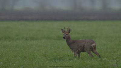 Capreolus capreolus / Ree / Roe Deer
