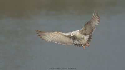 Pontische meeuw / Caspian Gull