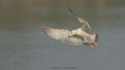 Larus cachinnans / Pontische meeuw / Caspian Gull