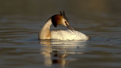 Podiceps Cristatus / Fuut / Great Crested Grebe