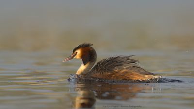 Podiceps Cristatus / Fuut / Great Crested Grebe