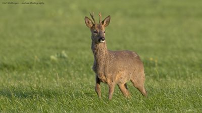 Capreolus capreolus / Ree / Roe Deer