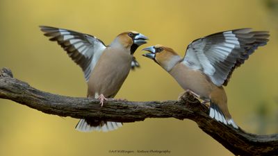 Coccothraustes coccothraustes / Appelvink / Hawfinch