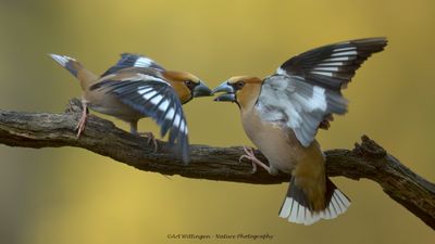 Coccothraustes coccothraustes / Appelvink / Hawfinch