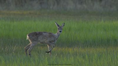 Capreolus capreolus / Ree / Roe Deer