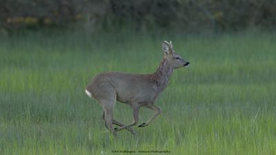 Capreolus capreolus / Ree / Roe Deer