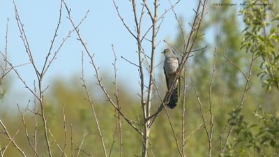 Cuculus canorus / Koekoek / Common Cuckoo