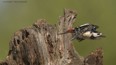 Dendrocopos Major / Grote Bonte Specht / Great Spotted Woodpecker