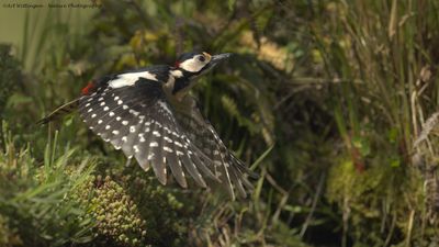 Dendrocopos Major / Grote Bonte Specht / Great Spotted Woodpecker