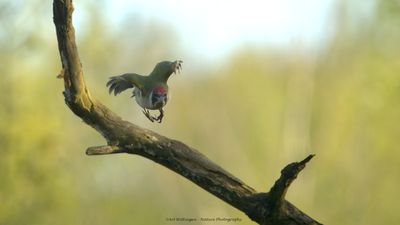 Picus Virdis / Groene Specht / Green Woodpecker