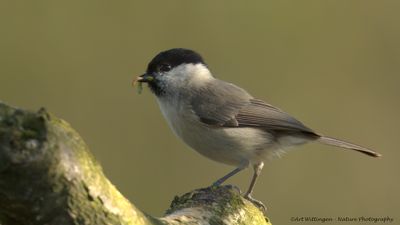 Glanskop / Marsh Tit