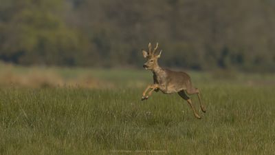 Capreolus capreolus / Ree / Roe Deer