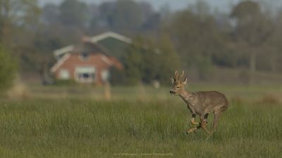 Capreolus capreolus / Ree / Roe Deer