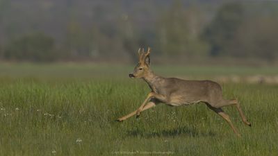 Capreolus capreolus / Ree / Roe Deer