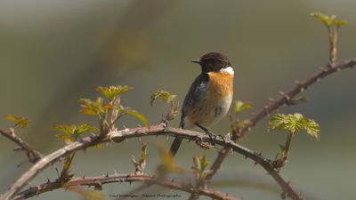 Saxicola Rubicola / Roodborsttapuit / European Stonechat