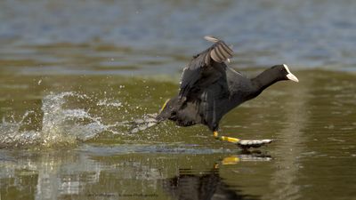 Fulica Atra / Meerkoet / Eurasian Coot