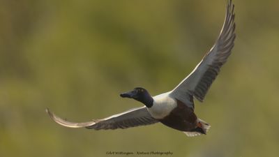 Slobeend / Northern Shoveler