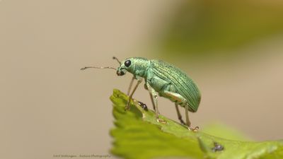 Polydrusus sericeus / Groene Struiksnuitkever