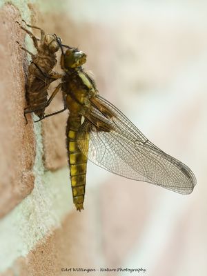 R6II8359-Platbuik.jpg