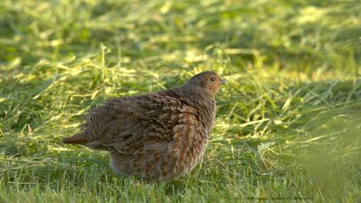 Perdix perdix / Patrijs / Grey Partridge