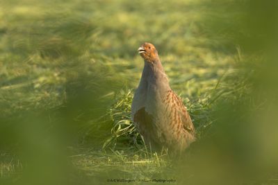 Perdix perdix / Patrijs / Grey Partridge