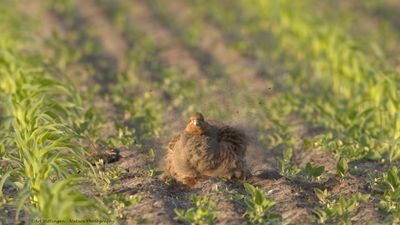 Perdix perdix / Patrijs / Grey Partridge