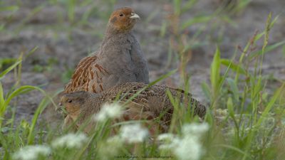 Perdix perdix / Patrijs / Grey Partridge