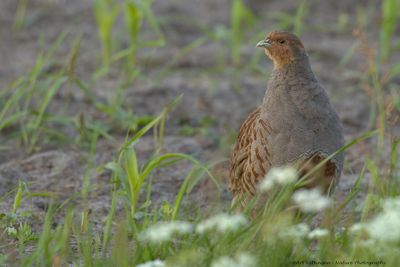 Perdix perdix / Patrijs / Grey Partridge