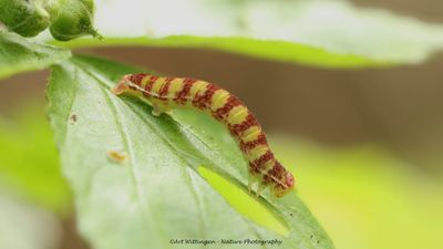 Herfstspanner / November Moth