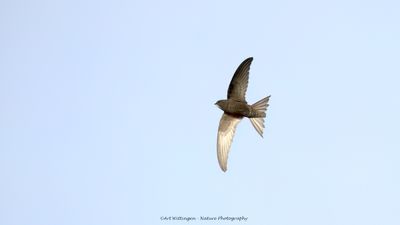 Apus apus / Gierzwaluw / Common swift 