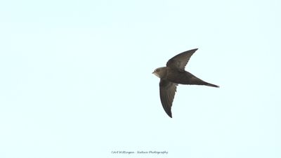 Apus apus / Gierzwaluw / Common swift 