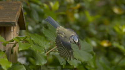 Cyanistes caeruleus / Pimpelmees / Blue Tit