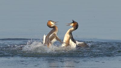 Podiceps Cristatus / Fuut / Great Crested Grebe