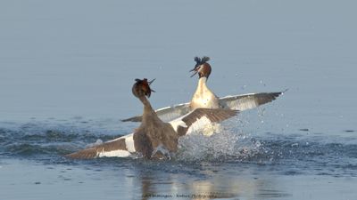 Podiceps Cristatus / Fuut / Great Crested Grebe