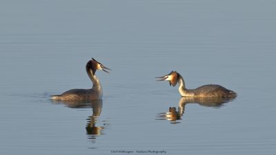 Podiceps Cristatus / Fuut / Great Crested Grebe